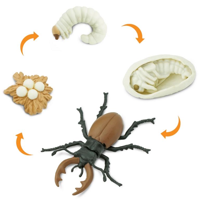Safari Ltd Life Cycle Of A Stag Beetle