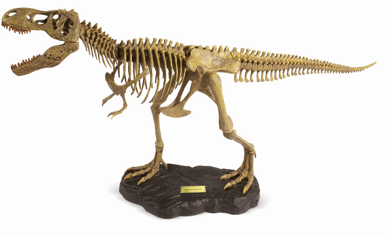 Dr S. Hunters Tyrannosaurus Rex Paleo Expeditions Full Model Skeleton