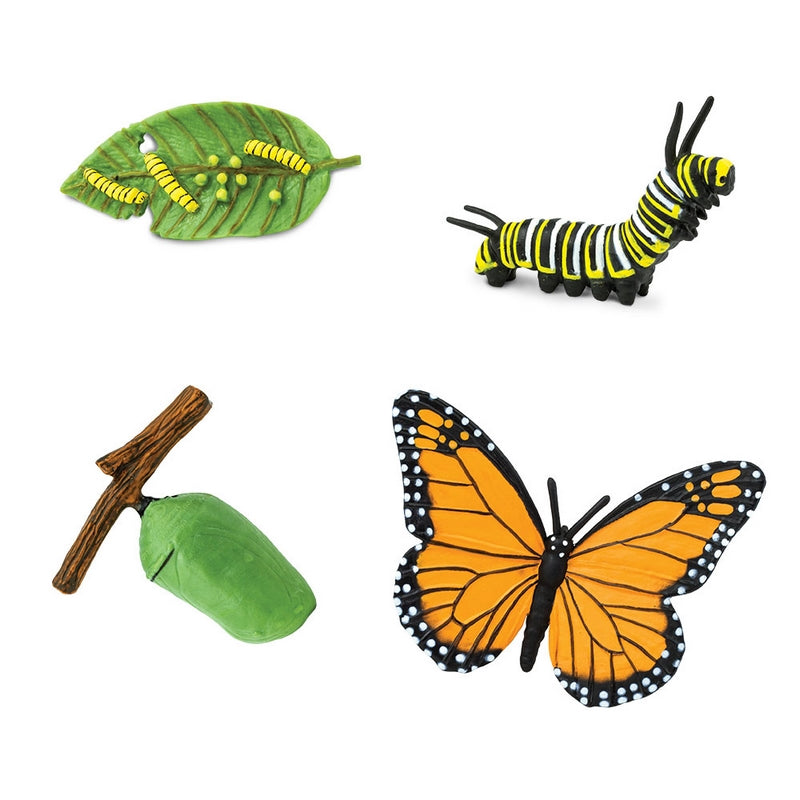 Safari Ltd Life Cycle Of A Monarch Butterfly  Safar