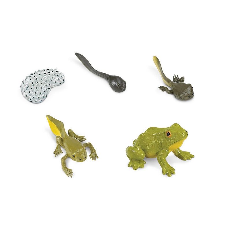 Safari Ltd Life Cycle Of A Frog Safariology