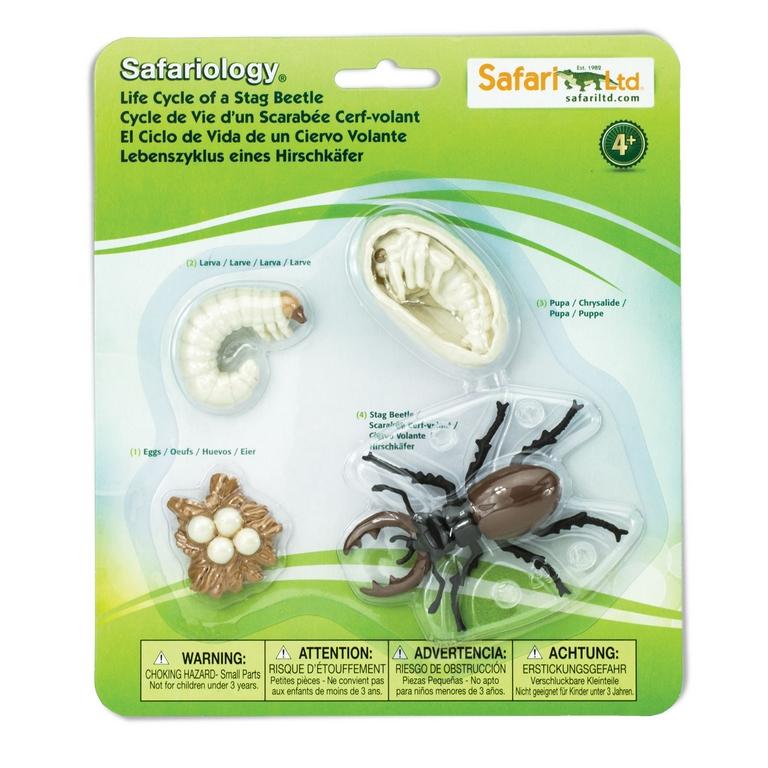 Safari Ltd Life Cycle of a Stag Beetle — HTDirect