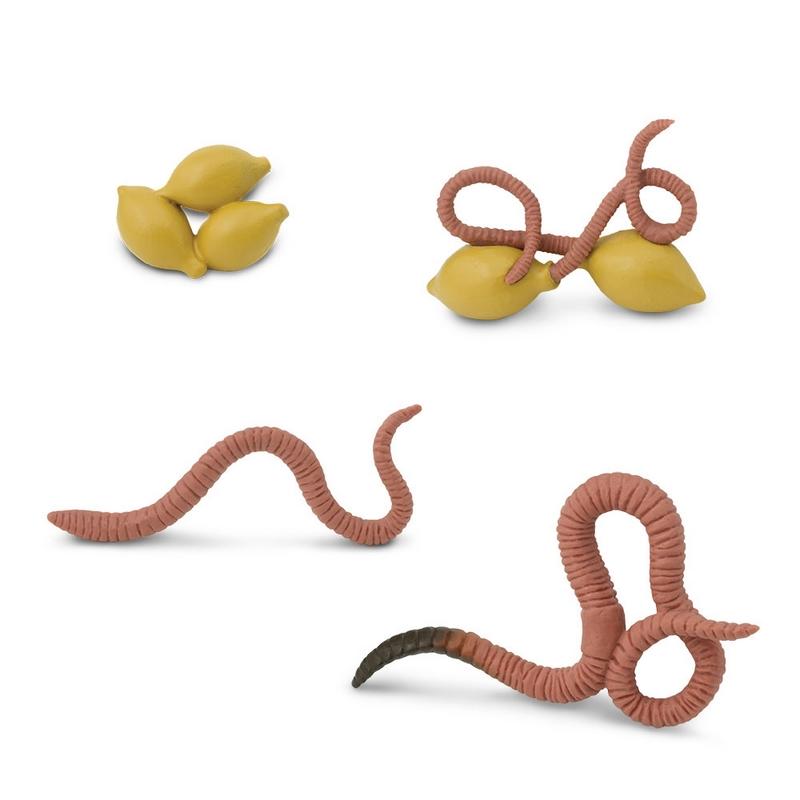 Safari Ltd Life Cycle Of A Worm Safariology