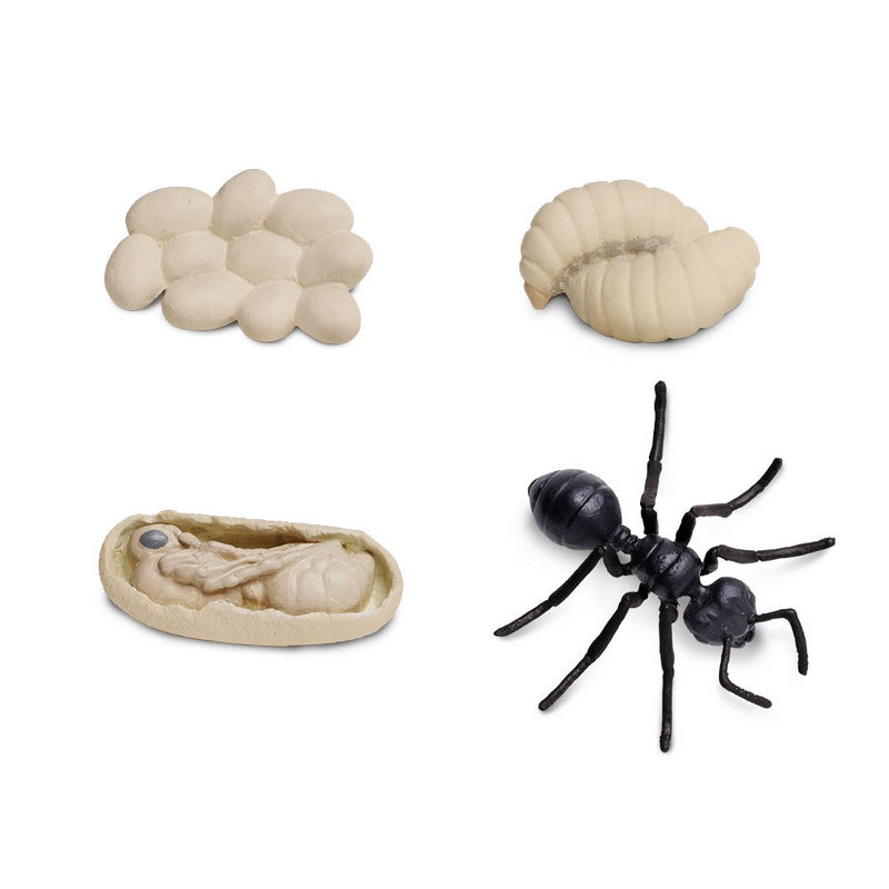 Safari Ltd Life Cycle Of An Ant Safariology