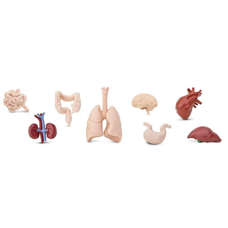 Safari Ltd Human Organs Toob